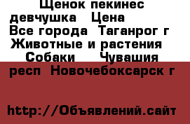 Щенок пекинес девчушка › Цена ­ 2 500 - Все города, Таганрог г. Животные и растения » Собаки   . Чувашия респ.,Новочебоксарск г.